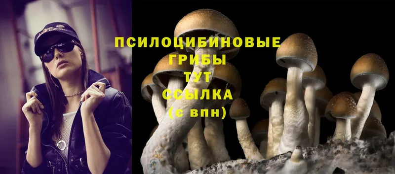 Псилоцибиновые грибы Cubensis  Лермонтов 